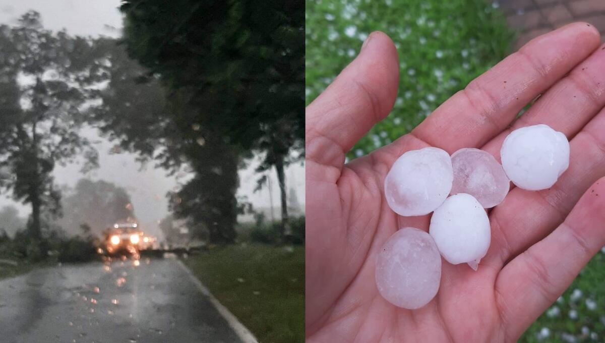 Grandine e alberi abbattuti in Friuli Venezia Giulia - 