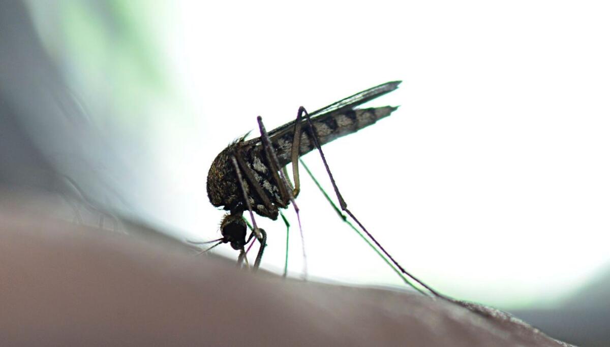 Veneto, West Nile: morto paziente anziano risultato positivo - 