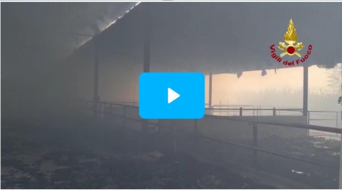 A fuoco una stalla nell'azienda agricola: animali ustionati e un uomo intossicato - 