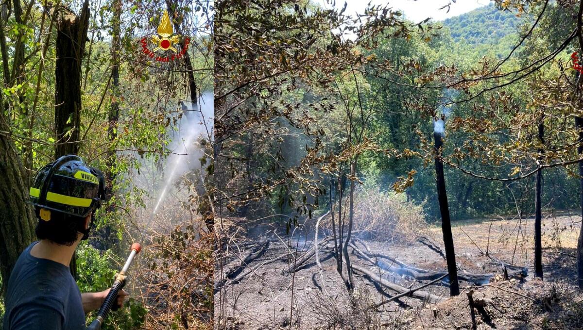Incendio di sterpaglie minaccia il bosco: i pompieri evitano il peggio - 