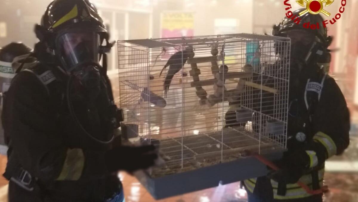 Incendio a Città Fiera: i pompieri salvano un uomo e gli animali del negozio - 