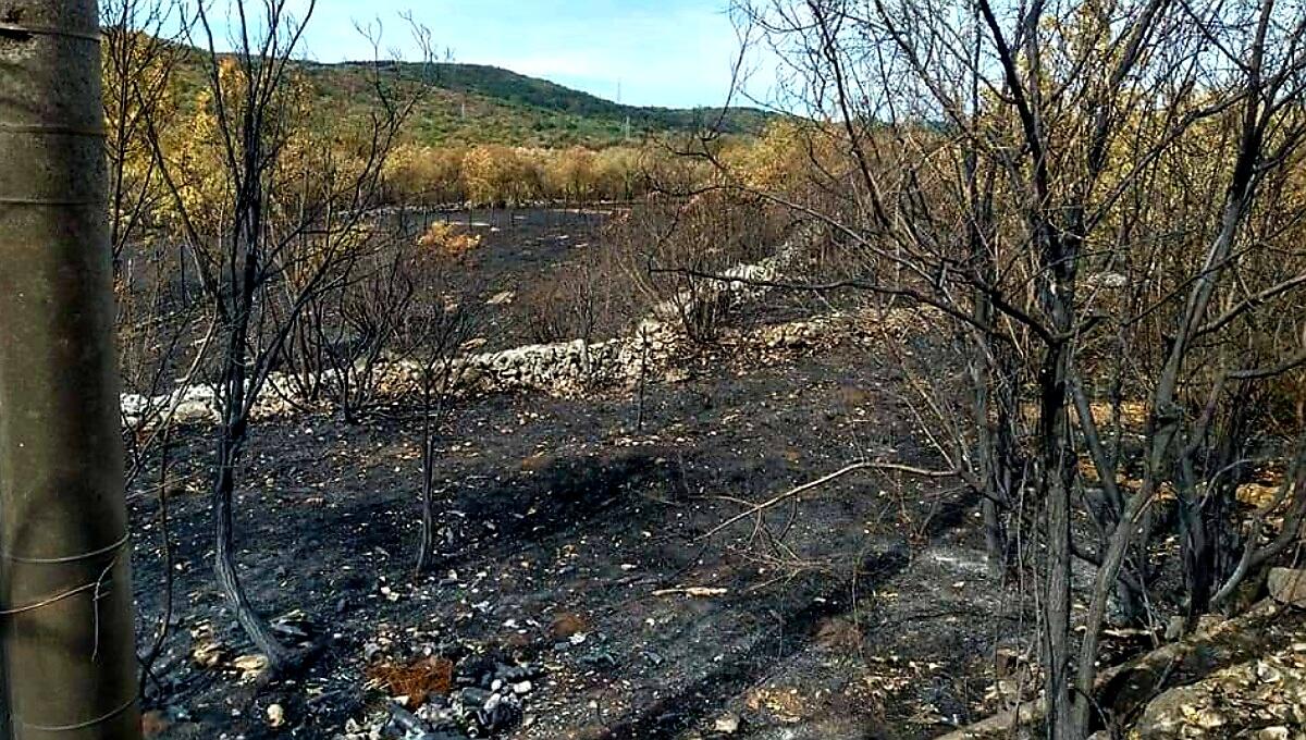 Incendio Carso, altra notte di lavoro: roghi finalmente sotto controllo - 