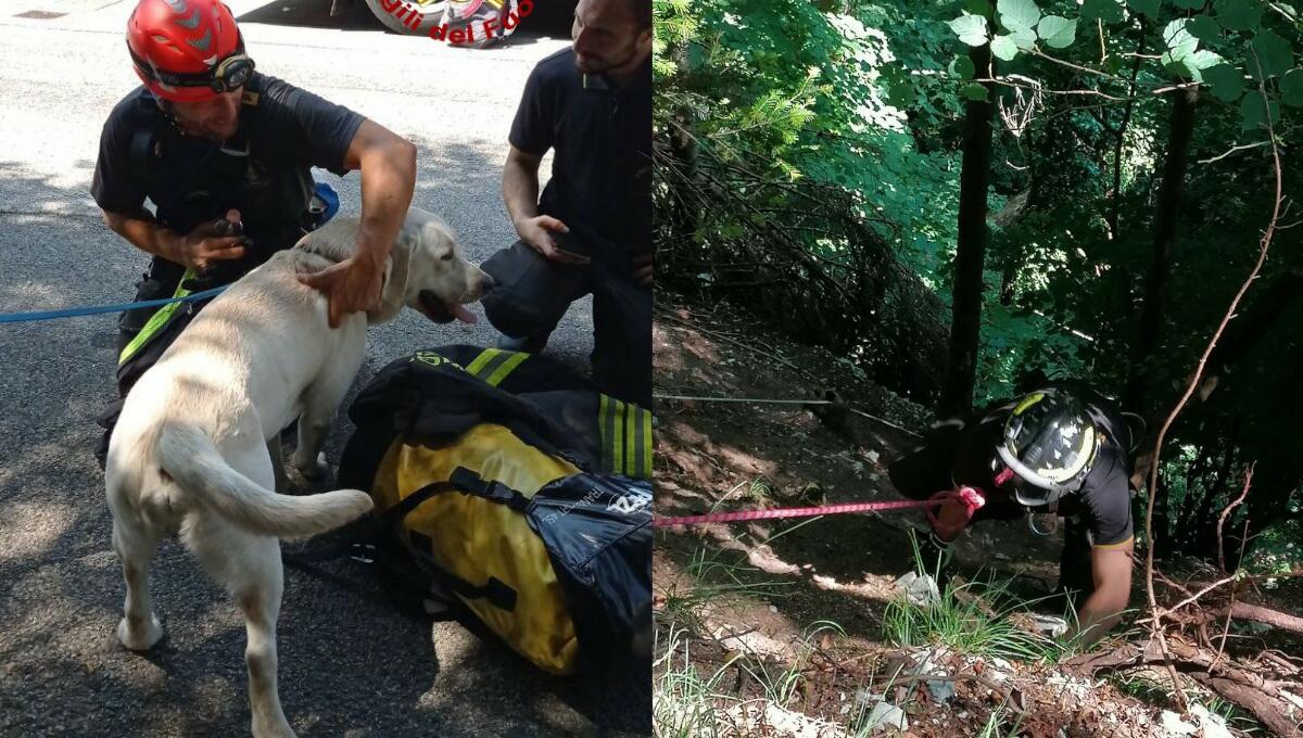 Scivola nel dirupo per 20 metri: Labrador salvato dai pompieri - 