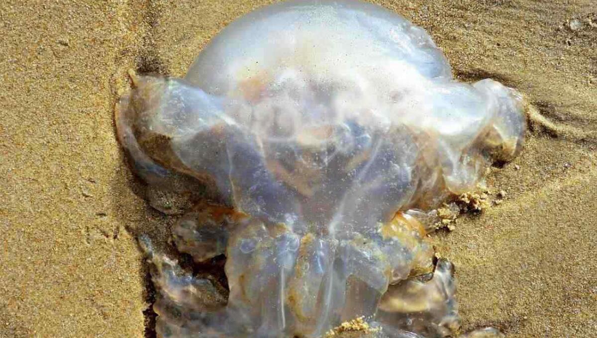 A Jesolo "nessun rischio per la presenza delle meduse" - 