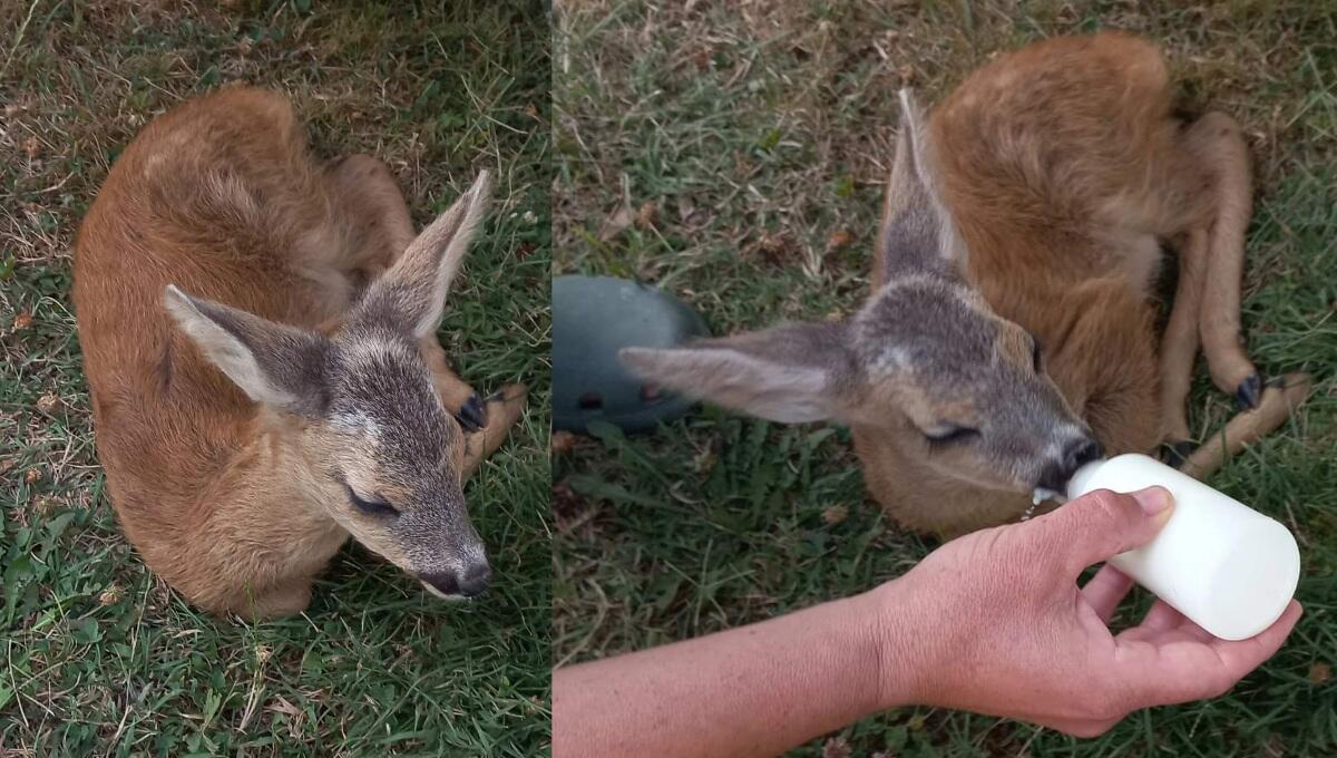 Dall'incendio di Bibione si salva un cucciolo di capriolo - 