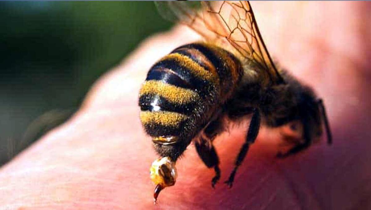 Choc anafilattico per punture da calabroni: morto il 45enne Jimmy Davide - 