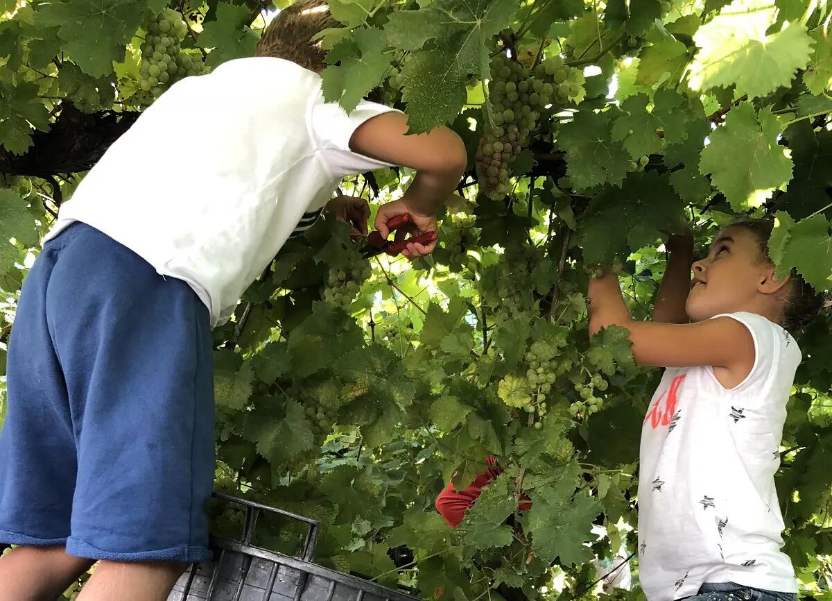 A Ca' di Rajo torna “la vendemmia dei bambini” - 