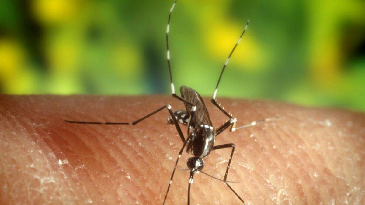 Altri 2 casi di West Nile in Fvg tra i donatori di sangue: tutti sono in buona salute - 