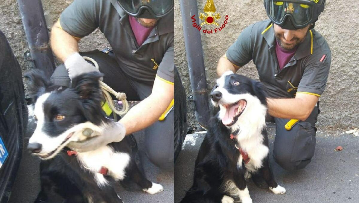 Chiuso in auto da oltre 2 ore: pompieri salvano un border collie - 