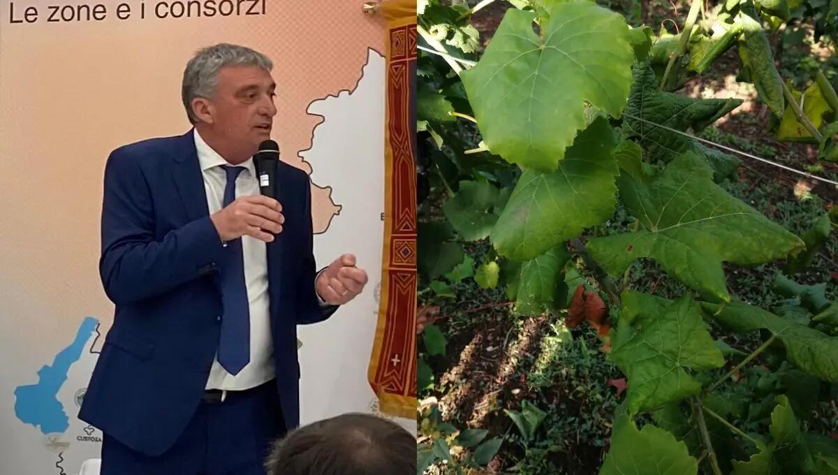 Agricoltura, la Marca Trevigiana al primo posto per danni da Flavescenza dorata: colpite oltre 300 imprese - 