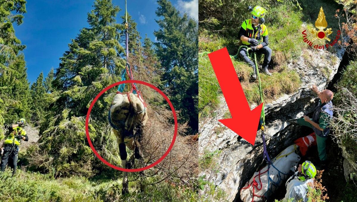Mucca scivola nel crepaccio, portata in salvo con l'elicottero - 