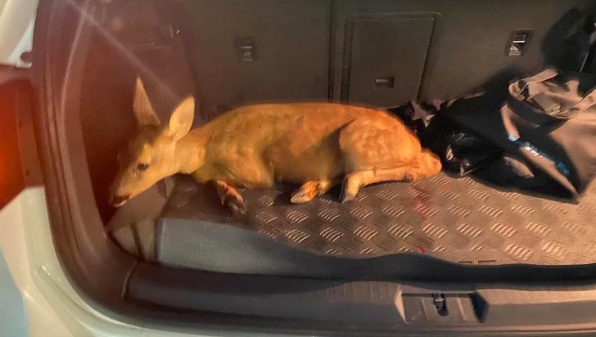 Capriolo investito da un'auto "pirata": salvato dall'On. Walter Rizzetto - 