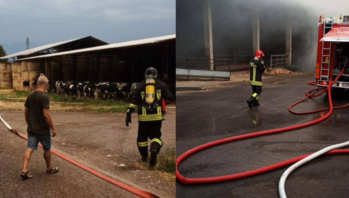 Incendio devasta la stalla sociale a Rauscedo: alcuni animali morti tra le fiamme - 