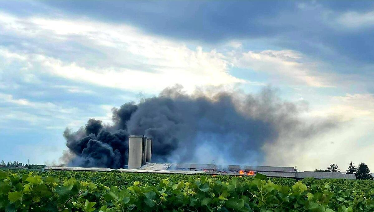 Incendio nella stalla sociale a Rauscedo: mucche in fuga - 