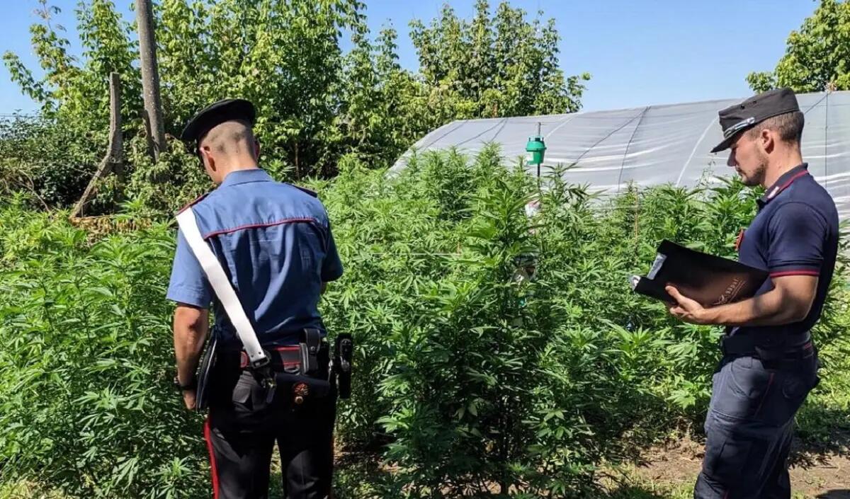 Coltivava 200 piante di marijuana: imprenditore agricolo arrestato - 