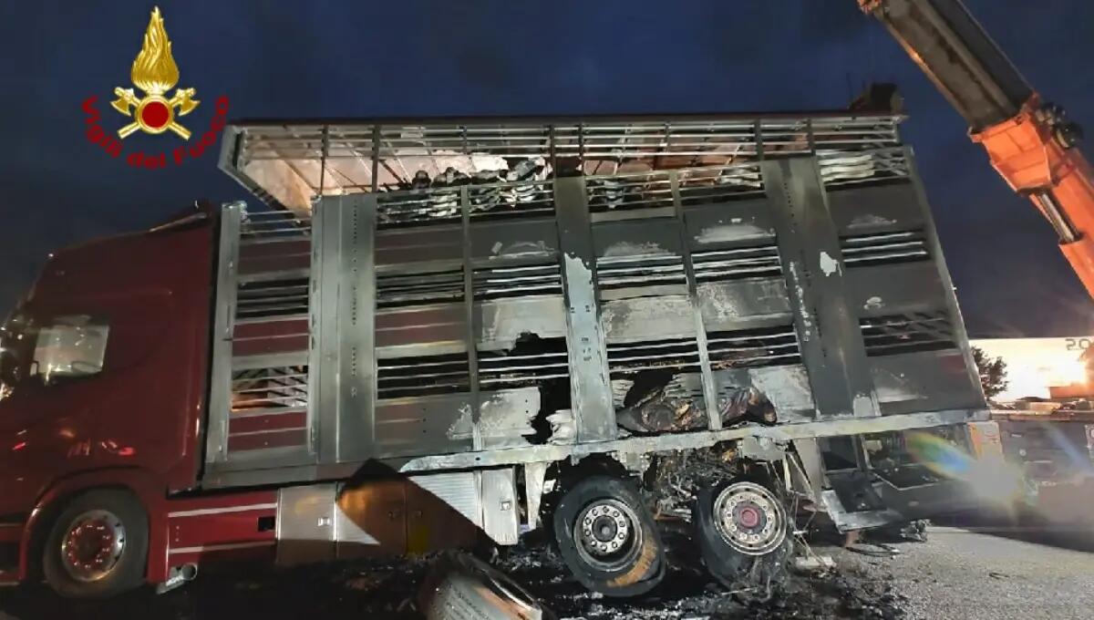 Tir a fuoco in autostrada: morti carbonizzati 13 bovini - 