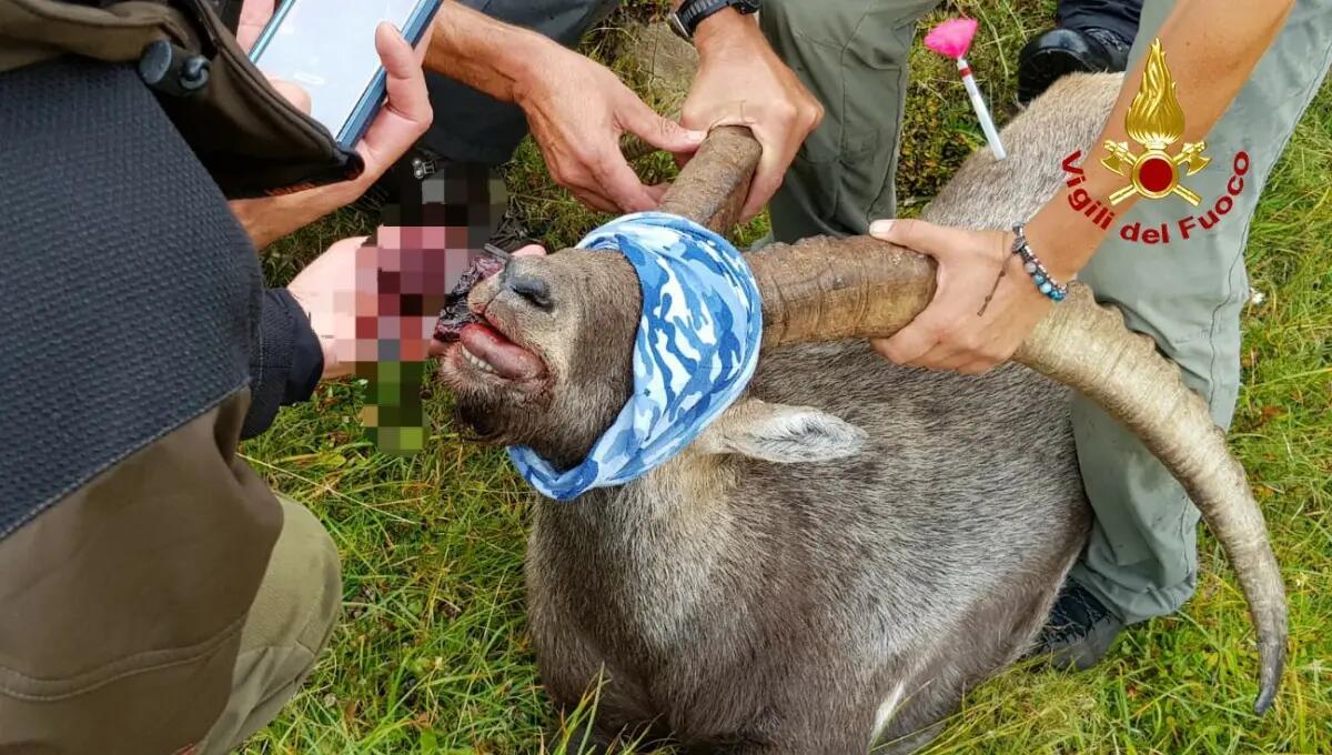 È morto lo stambecco che aveva ingoiato una scatoletta di tonno arrugginita - 