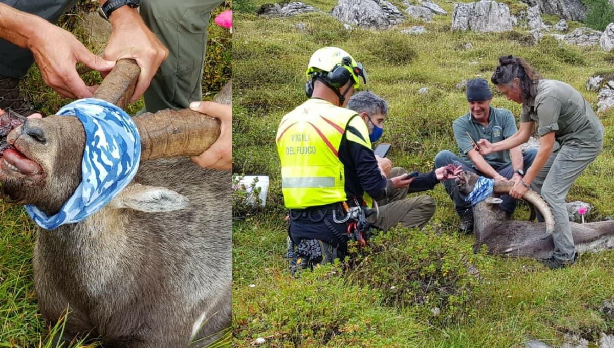 Mangia una scatoletta di tonno arrugginita e si ferisce: stambecco soccorso con l’elicottero - 