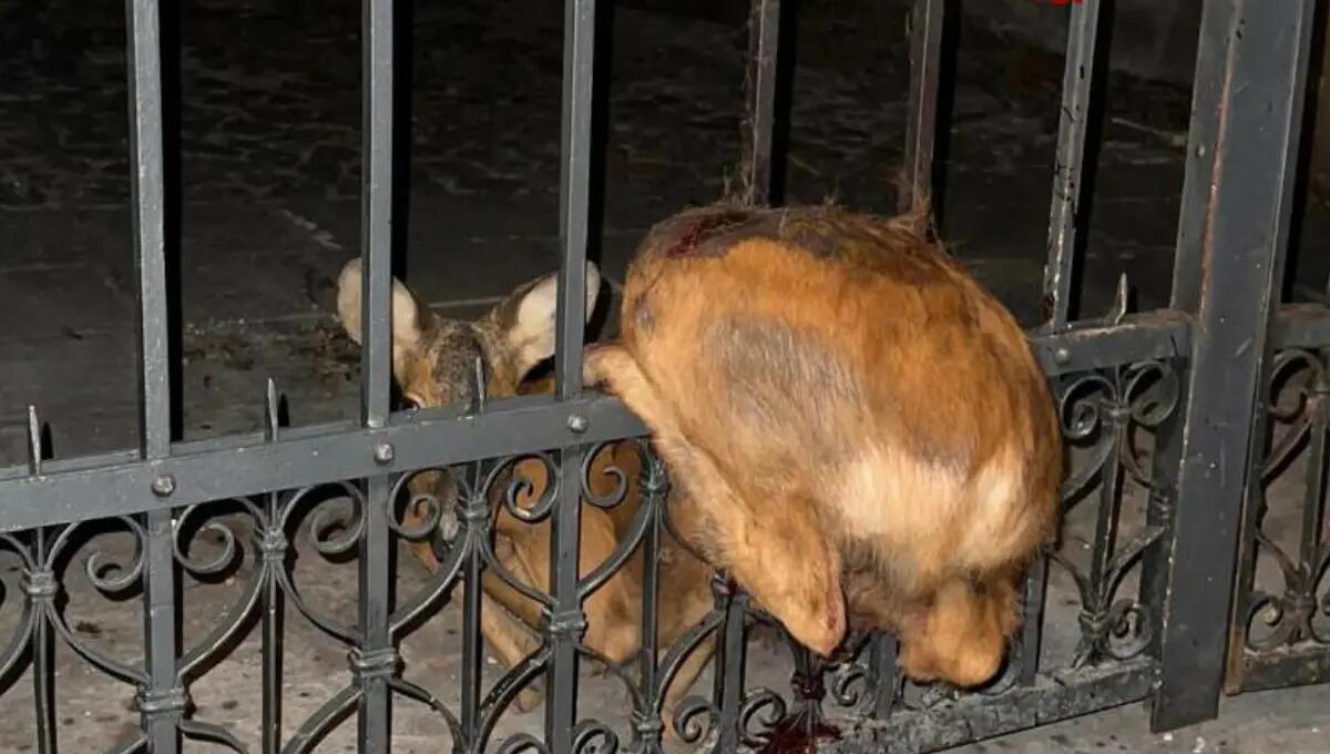 Capriolo incastrato nelle sbarre di una antica villa: salvato dai pompieri - 