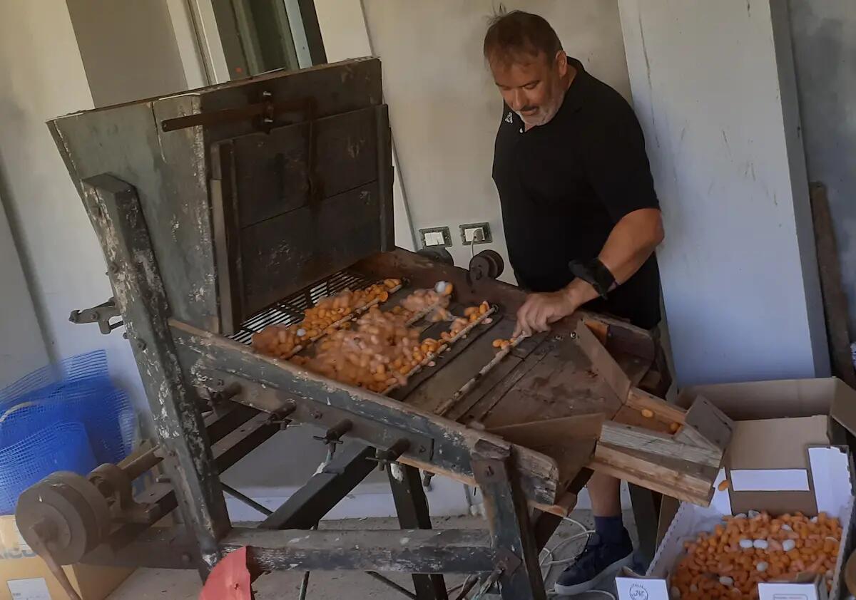 Cooperativa Thiel, il ritorno del baco da seta in Fvg con il progetto Silk - 