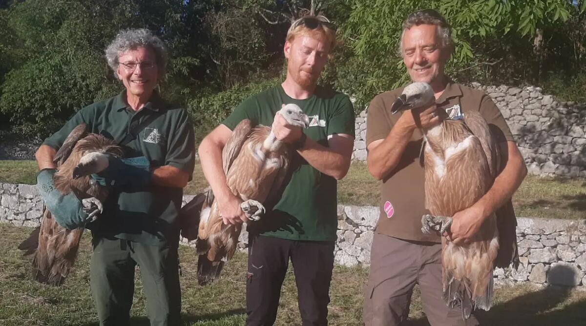 I grifoni ed altri animali curati tornano a volare: liberati alla Riserva di Cornino - 