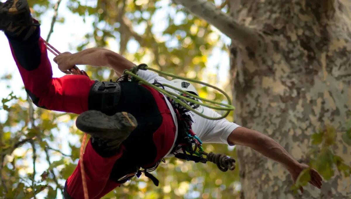 Cade da 4 metri mentre si esercita in tree climbing: soccorso 31enne - 