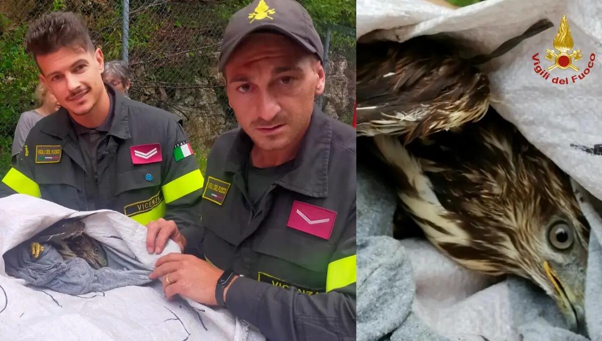 Rapace incastrato in una recinzione di filo spinato: salvato dai pompieri - 