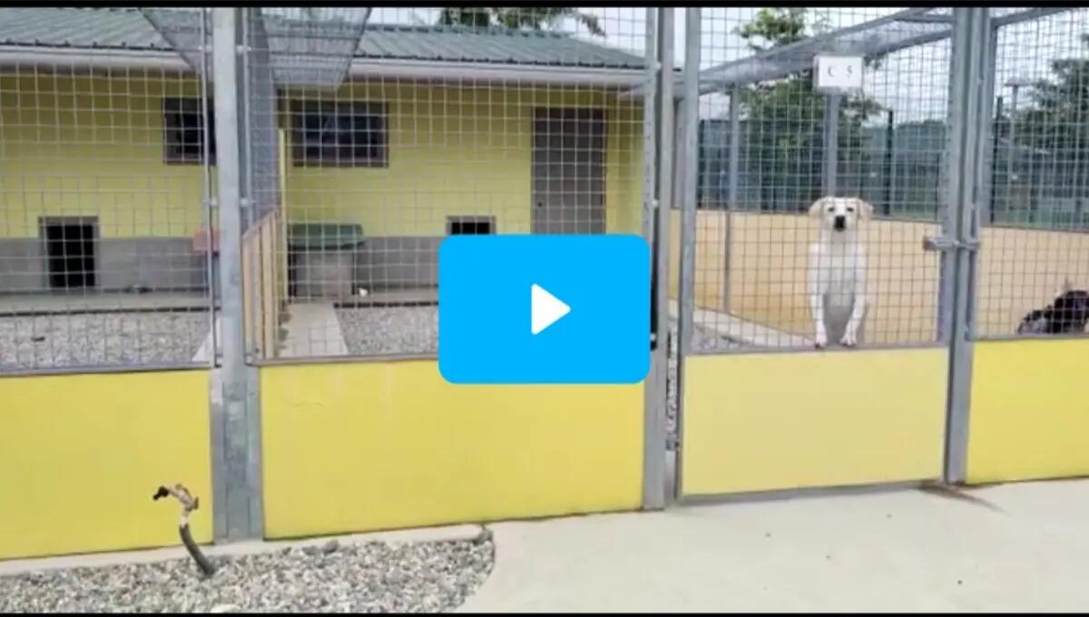 Un nuovo parco rifugio Enpa a Udine: tra i più importanti del Nordest - 