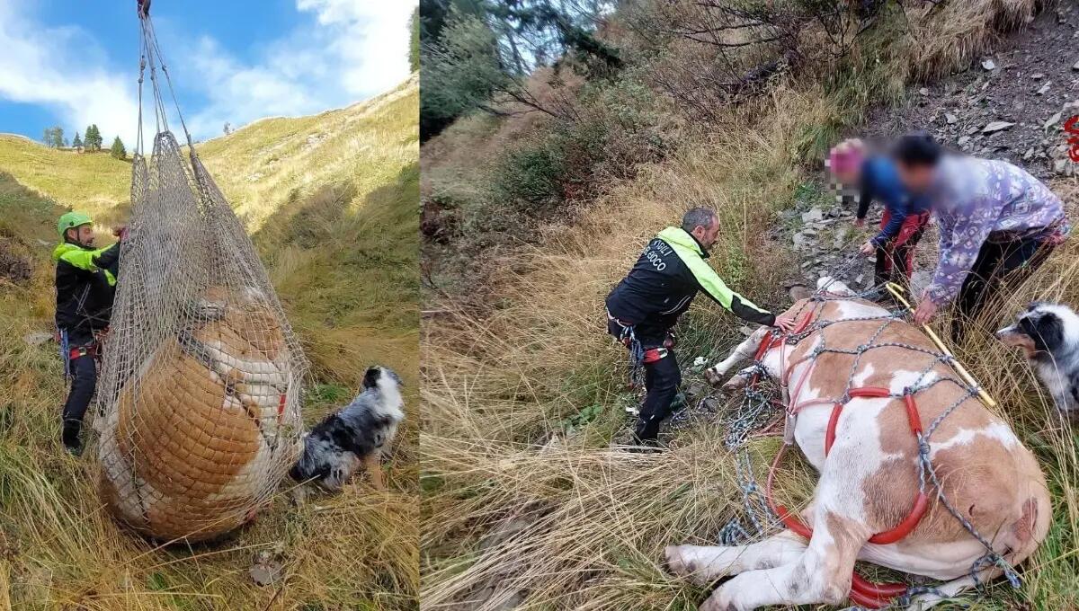 Cade nel crepaccio a 2000 metri: mucca salvata con l'elicottero - 