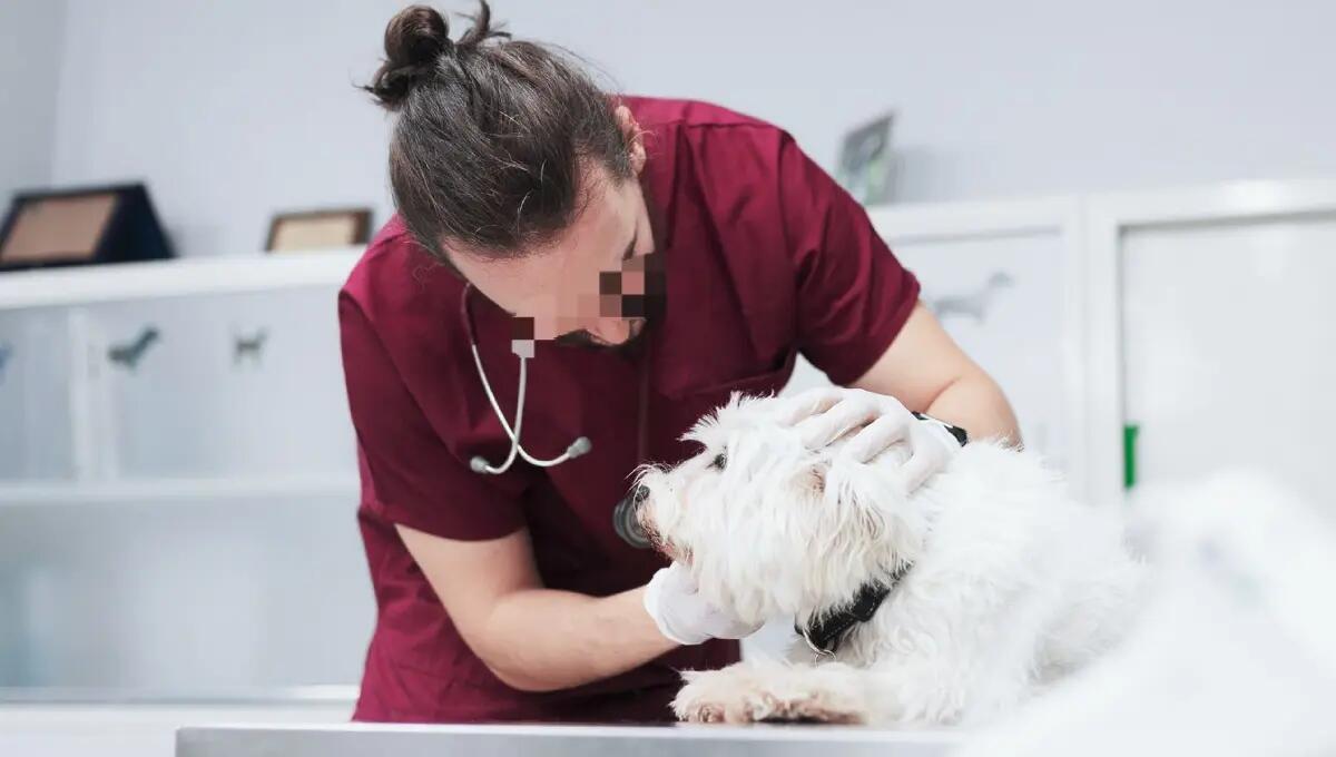 Covid, caos per i veterinari sospesi a Udine: è bufera - 