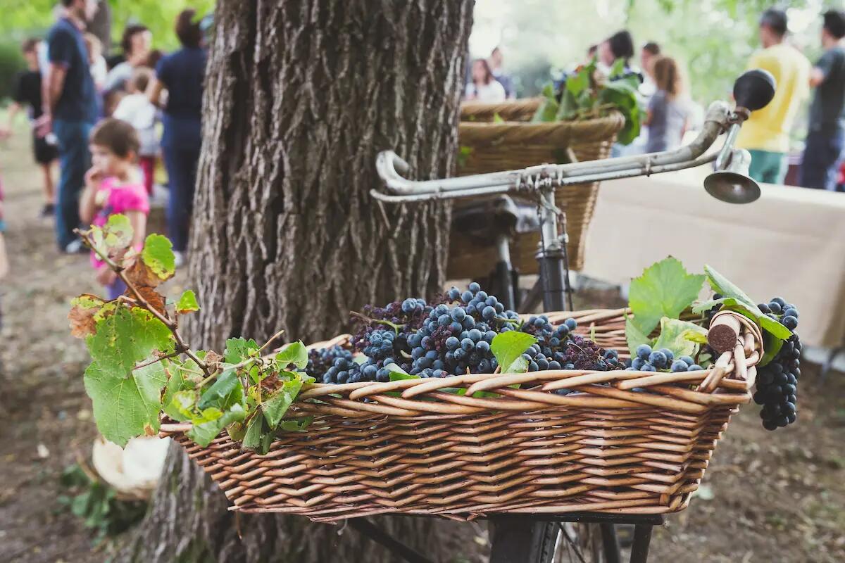 Vendemmia in villa: appuntamento a Luvigliano di Torreglia domenica 18 settembre - 