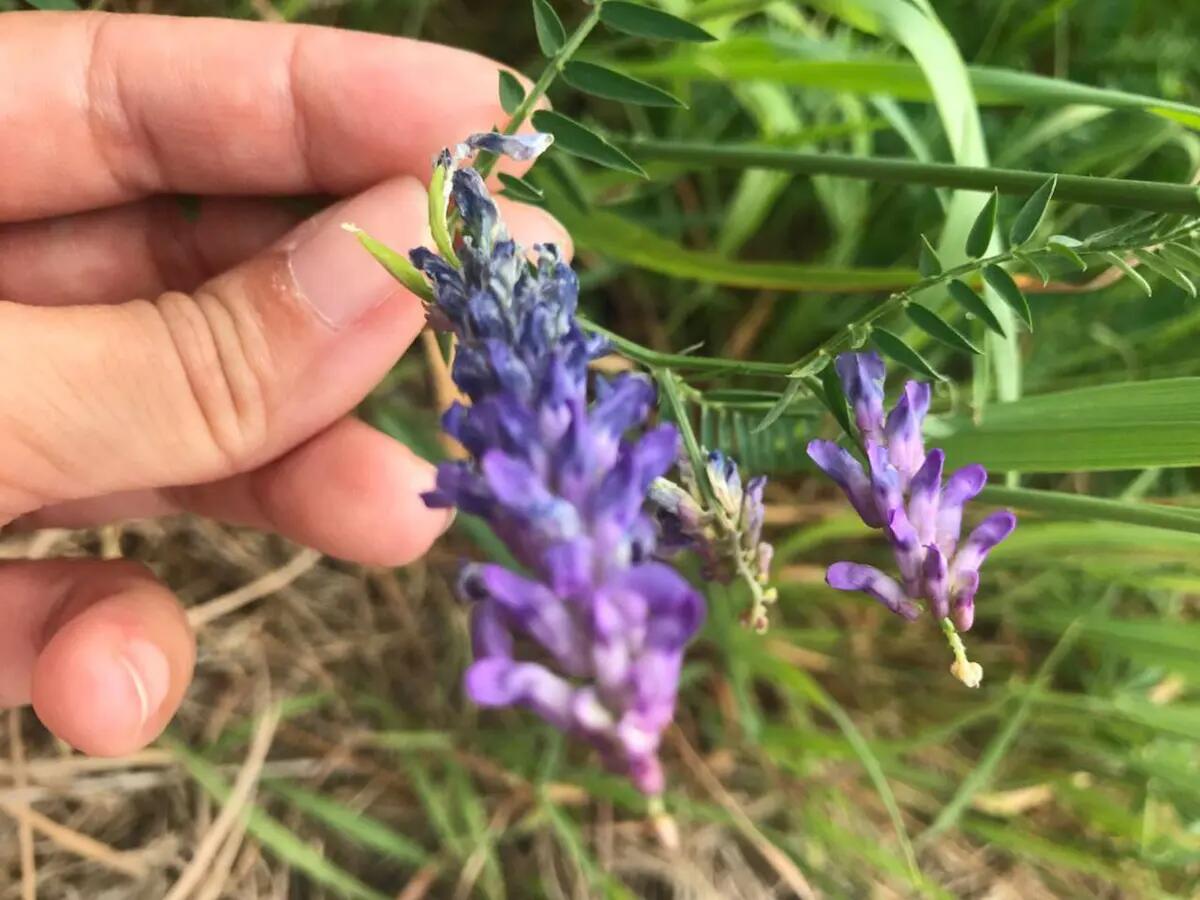 “Piante Pioniere” un racconto in cuffia per scoprire l’Alta Val Tagliamento attraverso la storia di luoghi e persone - 