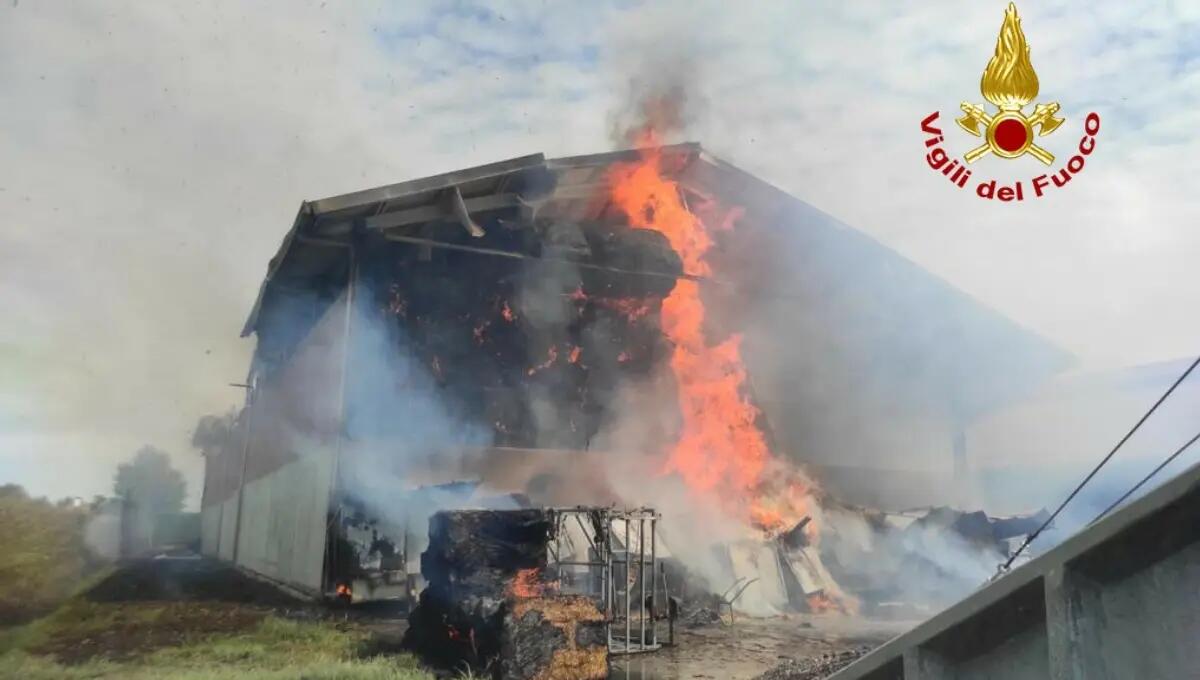 Incendio nell'azienda agricola: morti carbonizzati alcuni vitellini - 