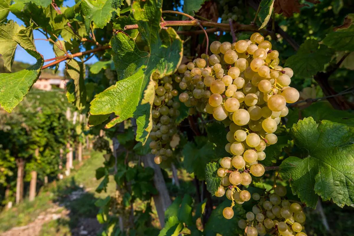 La vendemmia 2022 di COL VETORAZ: annata complessa, aspettative confortanti - 