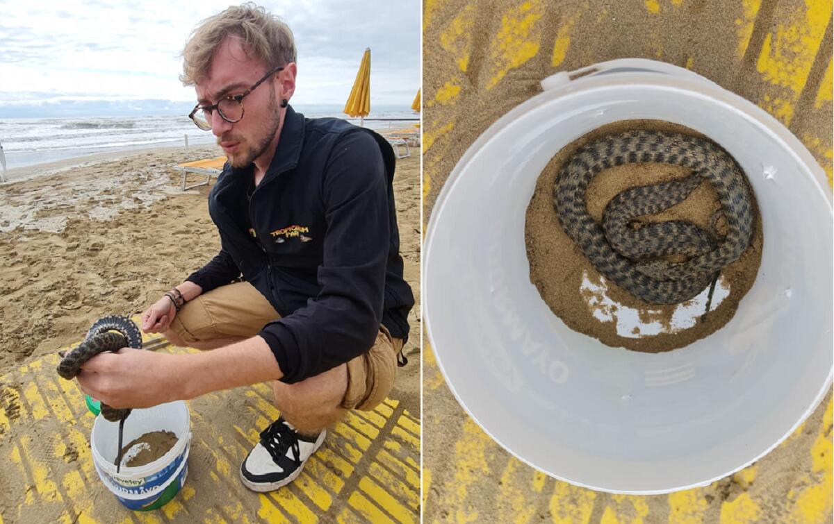 Rettile di 70 centimetri alla torretta 14 di Jesolo - 