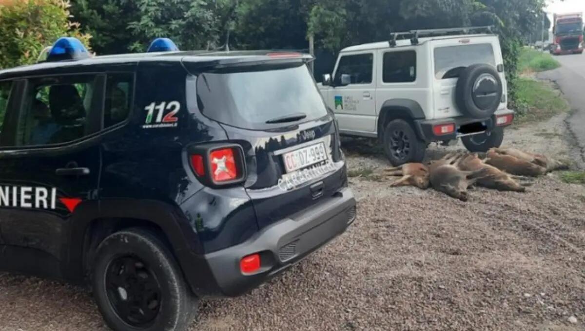 Automobilista centra gruppo di cinghiali: in 7 muoiono sul colpo - 