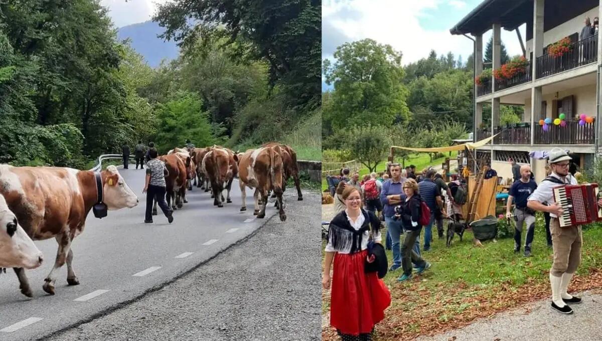 Domani ad Ampezzo la festa della transumanza - 