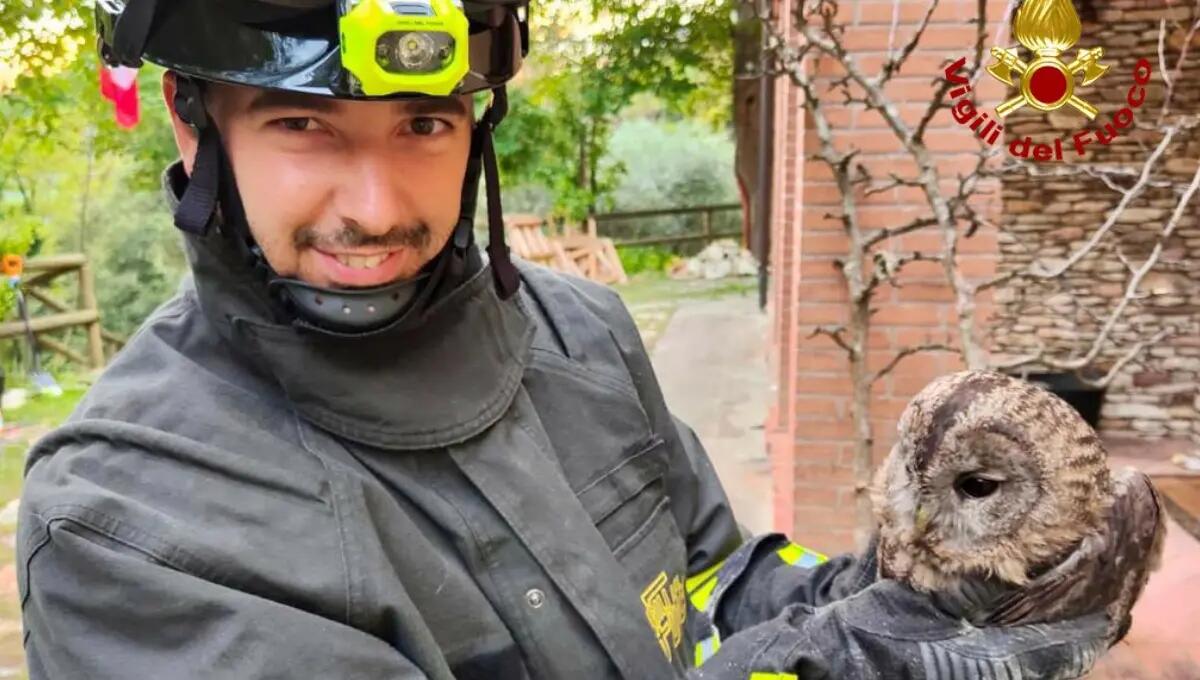 Incastrato nella canna fumaria: allocco liberato dai pompieri - 