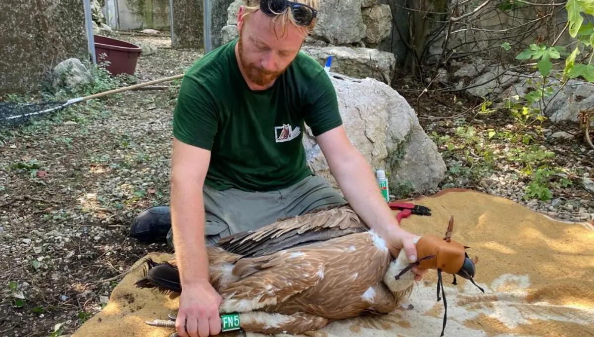 Di nuovo in volo dopo essere stati curati: liberazione di grifoni e altri esemplari alla Riserva di Cornino - 