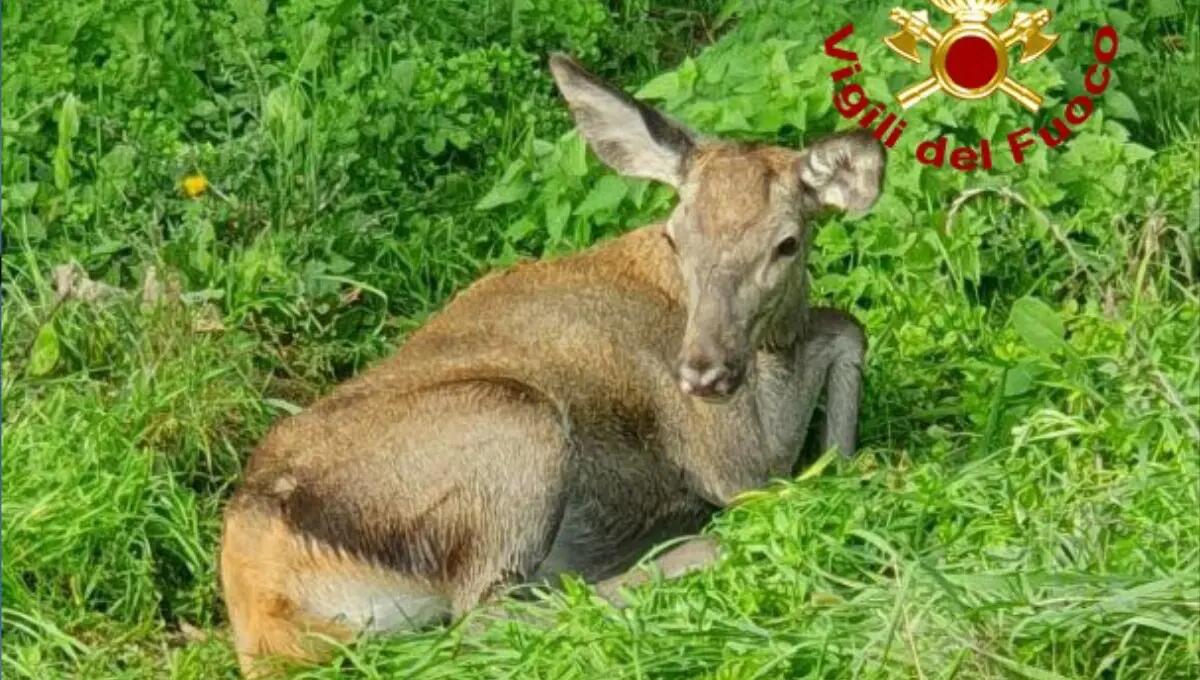 Cervo scivola nel canale e non riesce a risalire: salvato dai pompieri - 