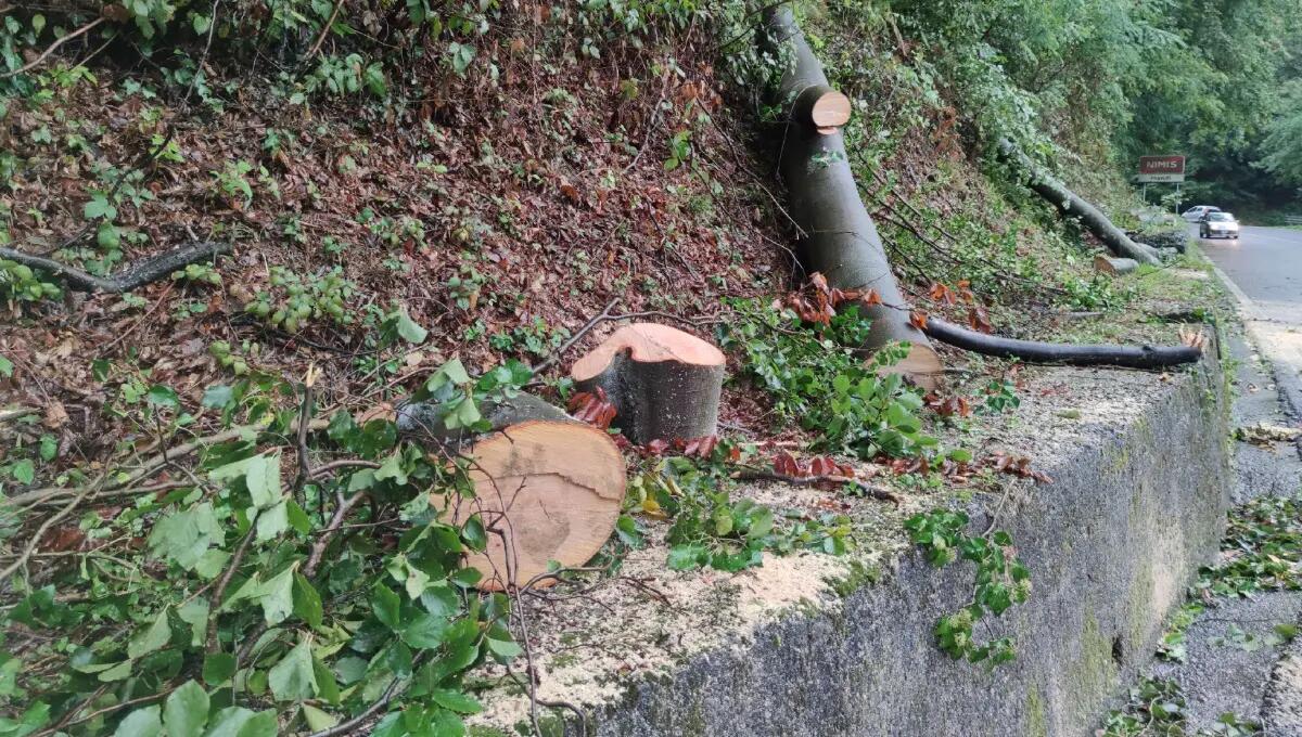 Maltempo, strada chiusa nella notte per caduta di 2 grandi faggi tra Attimis e Nimis - 