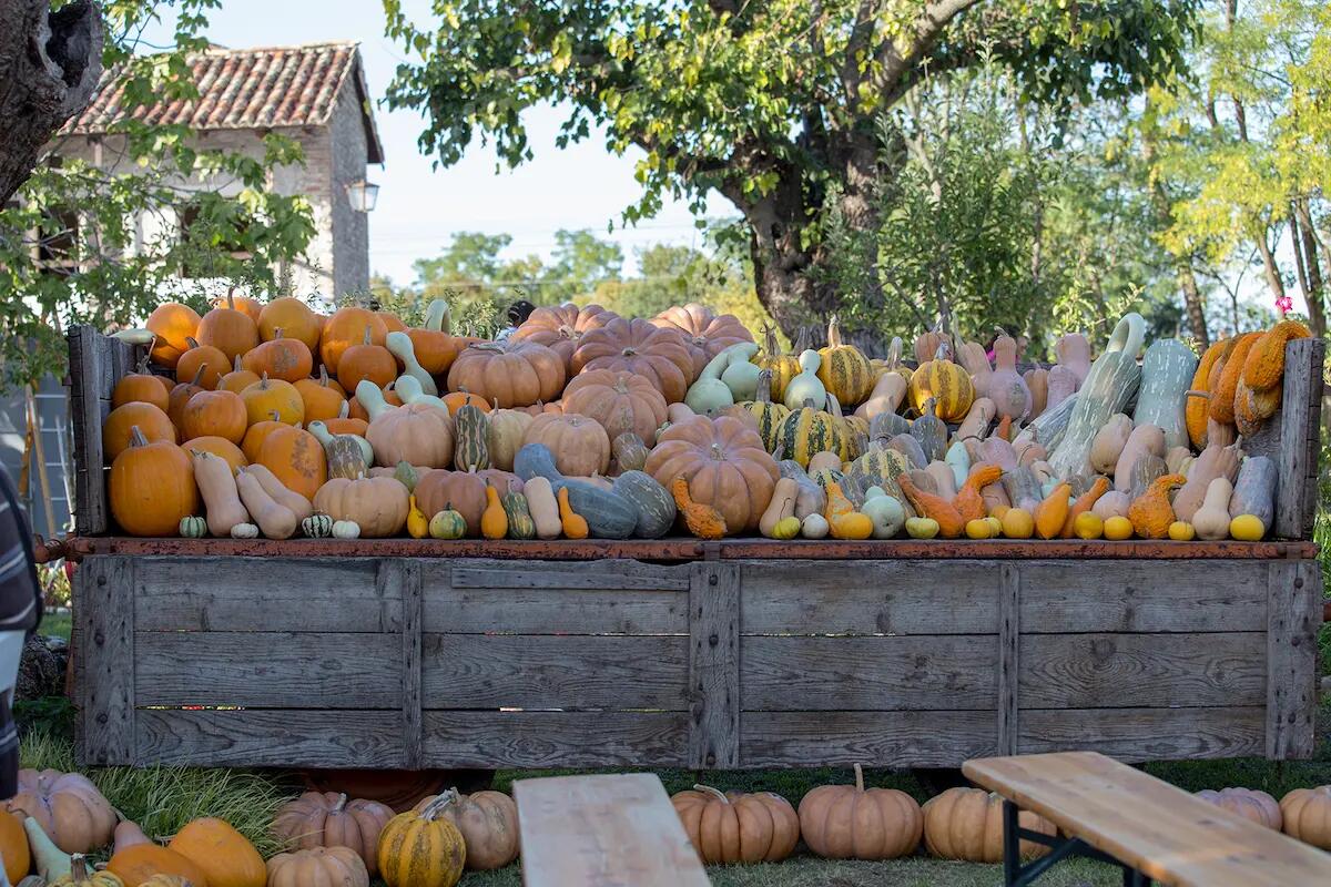 San vito: festa della zucca alla fattoria sociale la volpe sotto i gelsi - 