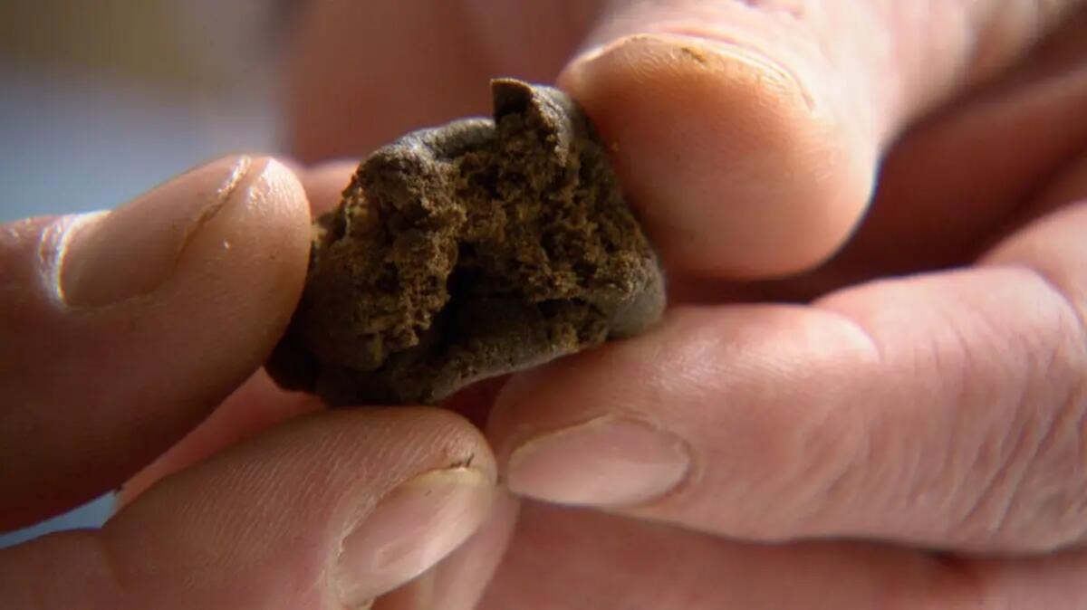 Bimbo di 2 anni ingerisce l'hashish del padre in casa: trasferito all'ospedale - 