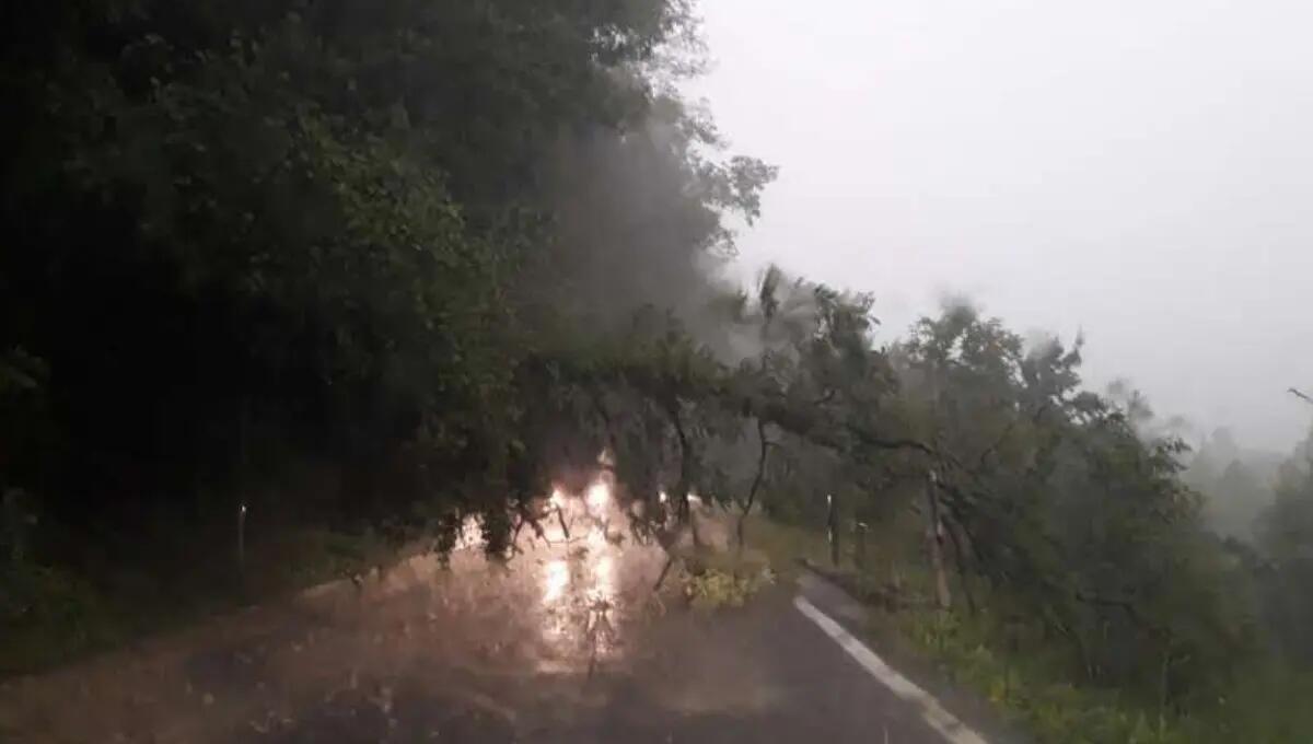 Maltempo, alberi a terra e viabilità interrotta: soccorsi in atto - 