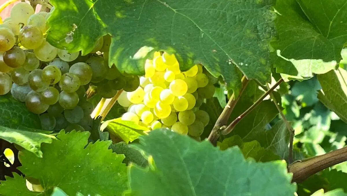 Fvg, Città del Vino e Università di Udine presentano lavori ed obiettivo agenda 2030 - 