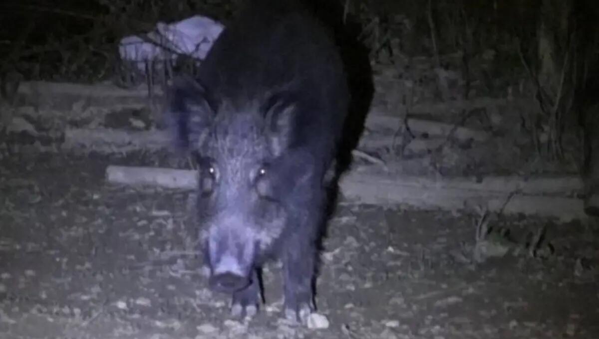 Cinghiale attraversa la strada, 60enne lo centra con lo scooter: ferito un uomo - 