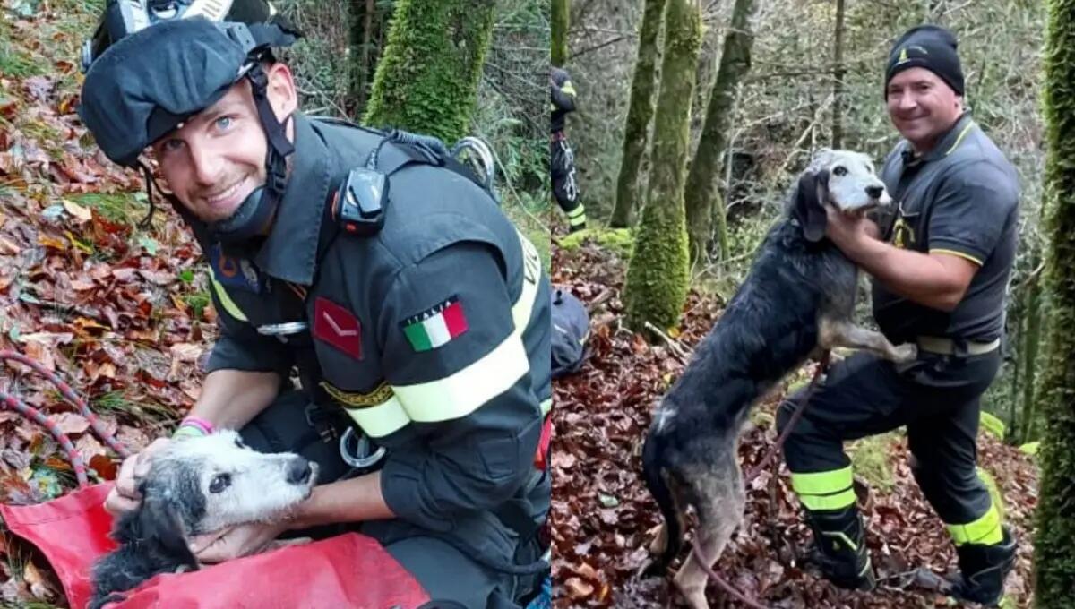 Disperso da 3 giorni durante la caccia: salvato Black in una forra - 