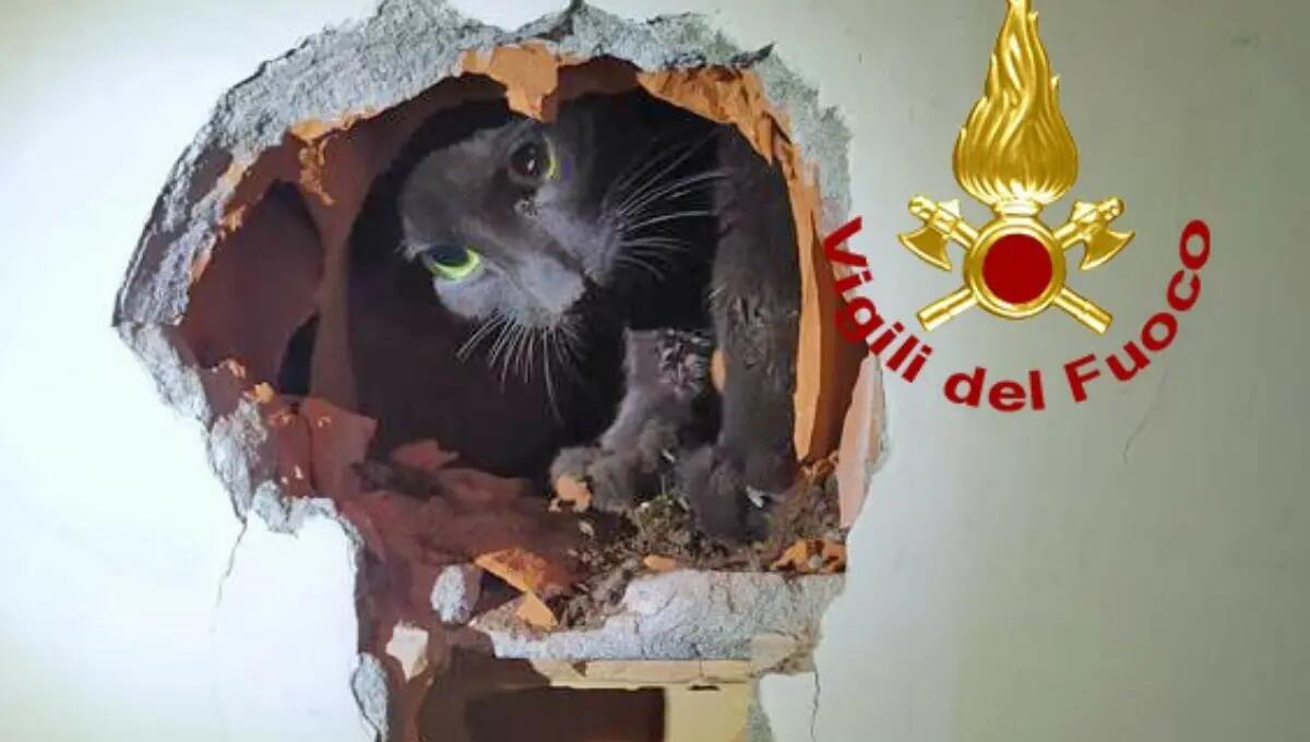 Miagolio dal muro della cucina: in salvo un micio caduto dal tetto nella canna fumaria - 