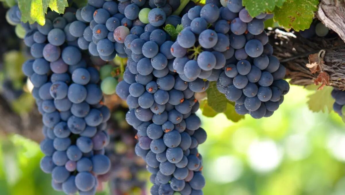 Raboso, un successo all’estero per i produttori del Veneto orientale: nel 2022 oltre due milioni di introiti - 