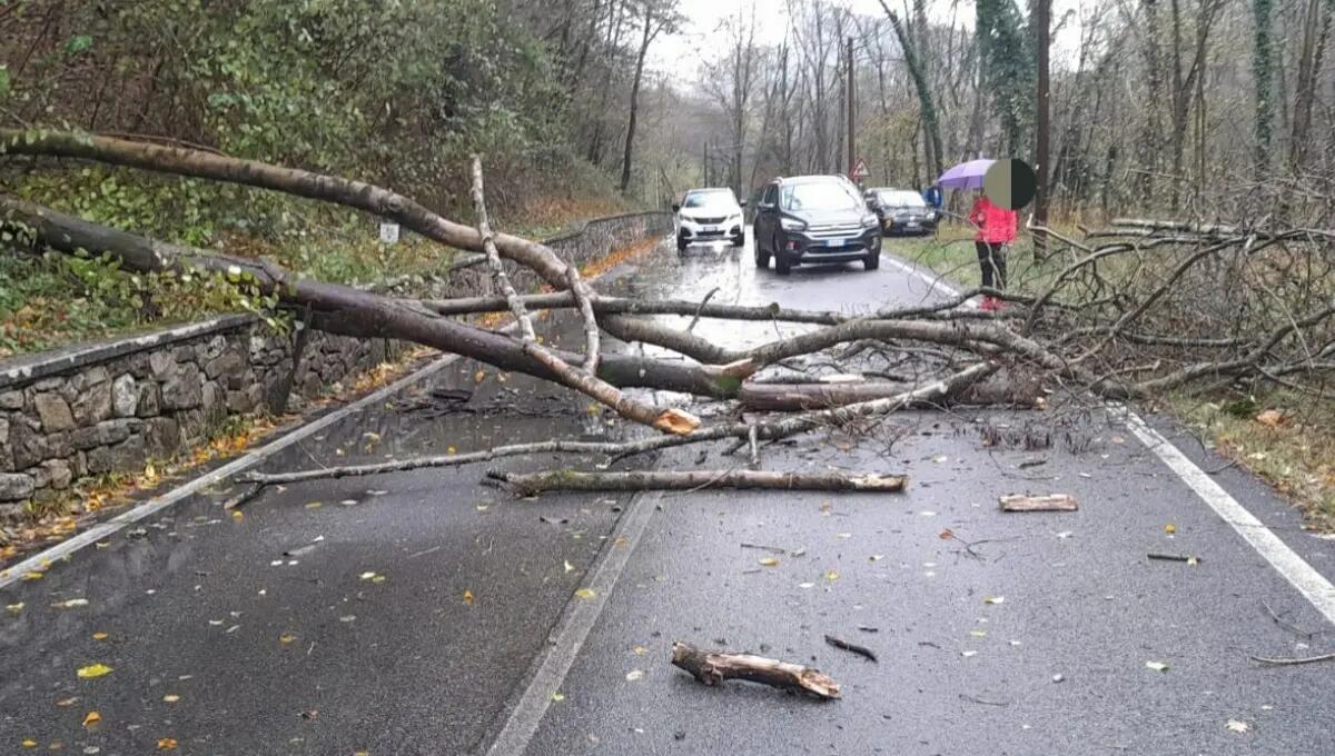 Smottamenti, alberi e massi caduti anche a Frisanco | FOTO - 